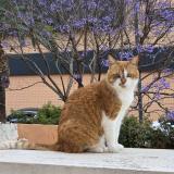 Photo de chat perdu à Denia