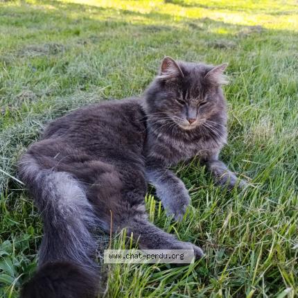 Photo 1/1 Chat retrouvé Perdu à Ceintrey france