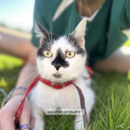 Photo 1/1 Yüna Chat perdu à Issoudun