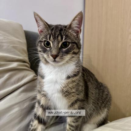 Photo 1/1 Kaly Chat perdu à Croissy sur seine