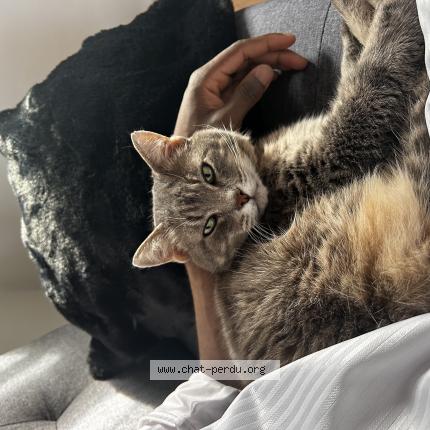Photo de chat perdu à Tours