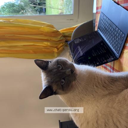 Photo de chat perdu à Cosne Sur Loire