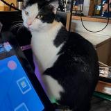 Photo de chat perdu à Paris