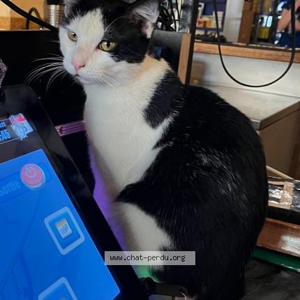 Photo 1/2 Chat retrouvé Perdu à Paris