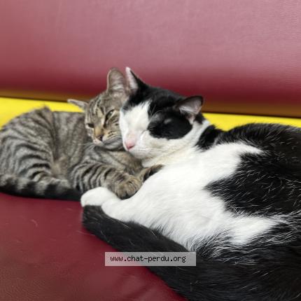 Photo 2/2 Chat retrouvé Perdu à Paris