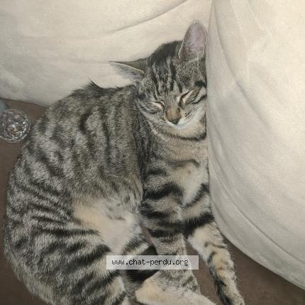 Photo 1/2 Mia Chat perdu à Lumigny nesles ormeaux