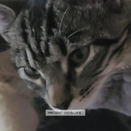 Photo 2/2 Mia Chat perdu à Lumigny nesles ormeaux
