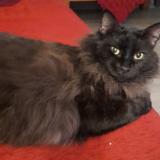 Photo de chat perdu à Santiago