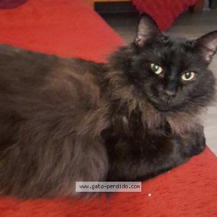 Photo 1/1 Tino Chat perdu à Santiago