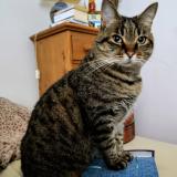 Photo de chat perdu à Villepreux