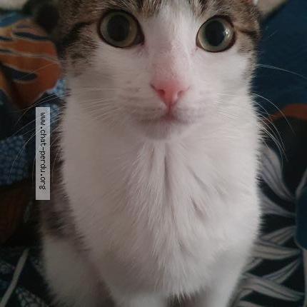 Photo 1/1 Chat retrouvé Perdu à La Peyratte