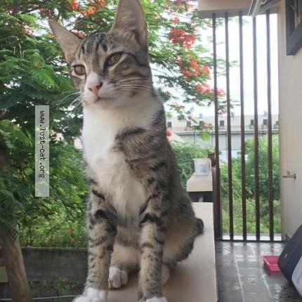 Photo 1/2 Amy Chat perdu à Coimbatore