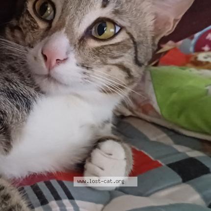 Photo 2/2 Amy Chat perdu à Coimbatore