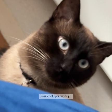 Photo de chat perdu à Tours