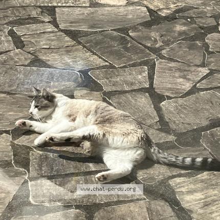 Photo 1/1 Zucchini Chat perdu à Verrieres le buisson