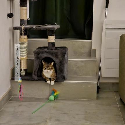 Photo de chat perdu à Langres