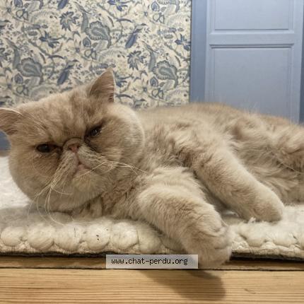 Photo de chat perdu à Duisans