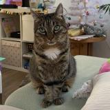 Photo de chat perdu à Houdan