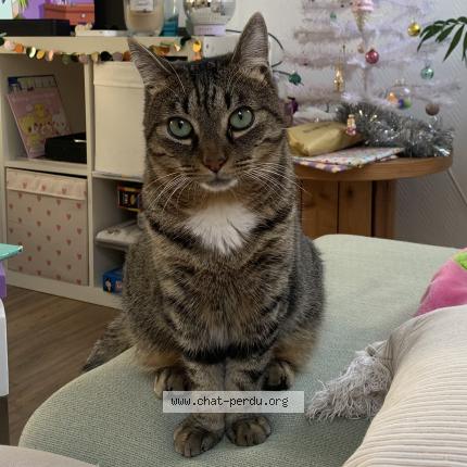 Photo 1/1 Chat retrouvé Perdu à Houdan