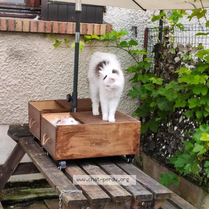 Photo 1/1 Chat retrouvé Perdu à Tremblay En France