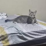 Photo de chat perdu à Guayaquil