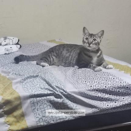 Photo 1/1 Luz Clarita Chat perdu à Guayaquil