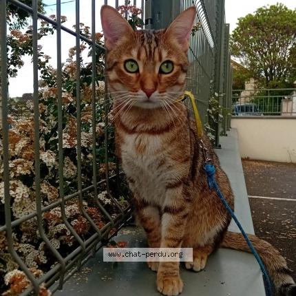 Photo 1/1 Kamel Chat perdu à Bois le roi