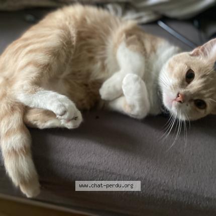 Photo de chat perdu à Argentan