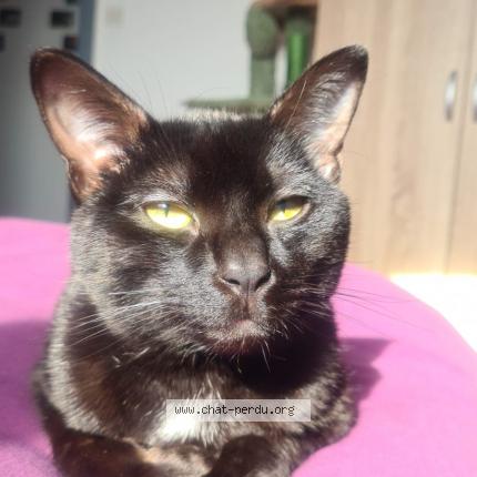 Photo de chat perdu à Reims