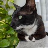 Photo de chat perdu à Imus City