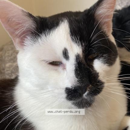 Photo de chat perdu à Saint Denis