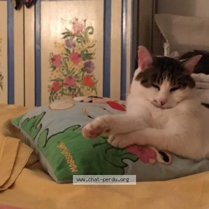 Photo 1/1 Chat retrouvé Perdu à Mommenheim