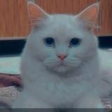 Photo de chat perdu à Rahim Yar Khan