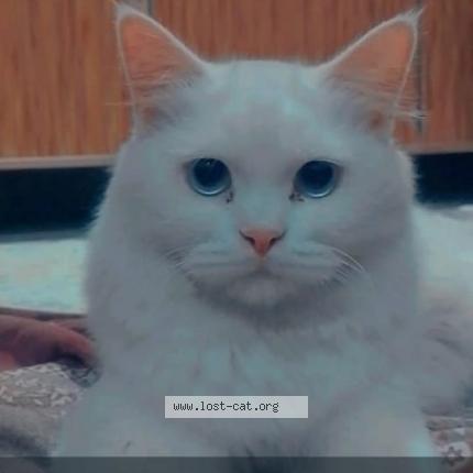 Photo 1/1 raju Chat perdu à Rahim yar khan