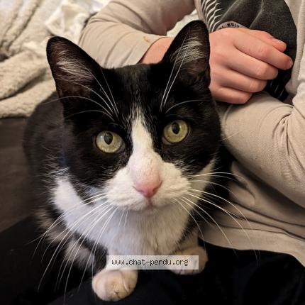 Photo de chat perdu à Montpellier