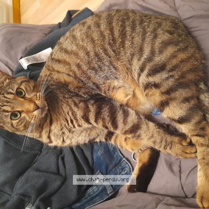 Photo de chat perdu à La Gacilly