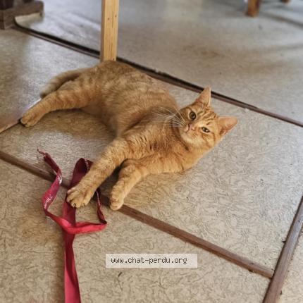 Photo de chat perdu à Hendaye