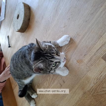 Photo de chat perdu à St Pierre Les Nemours