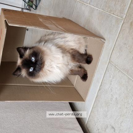 Photo de chat perdu à Vennans