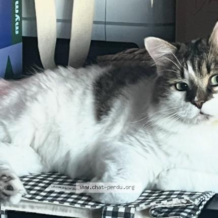 Photo de chat perdu à Merignac