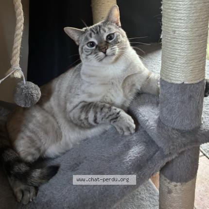 Photo 1/1 Minou Chat perdu à Venissieux