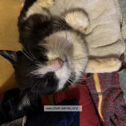 Photo 1/1 Chat retrouvé Perdu à Brest