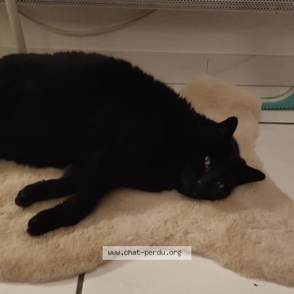 Photo 1/1 Charlie Chat perdu à Saint paul de varces