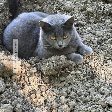 Photo de chat perdu à Breviandes