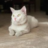 Photo de chat perdu à Lahore