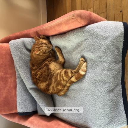 Photo 1/1 Cyrus Chat perdu à Reims