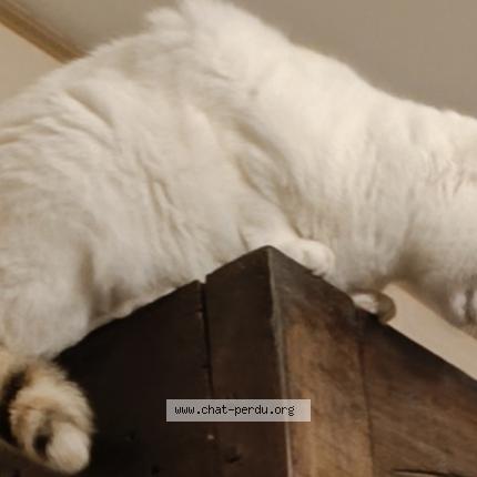 Photo de chat perdu à Brest