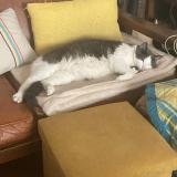 Photo de chat perdu à Challex