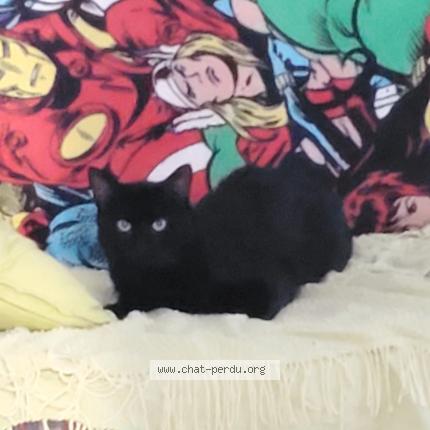 Photo 1/1 Chat retrouvé Perdu à Nanteuil le haudouin