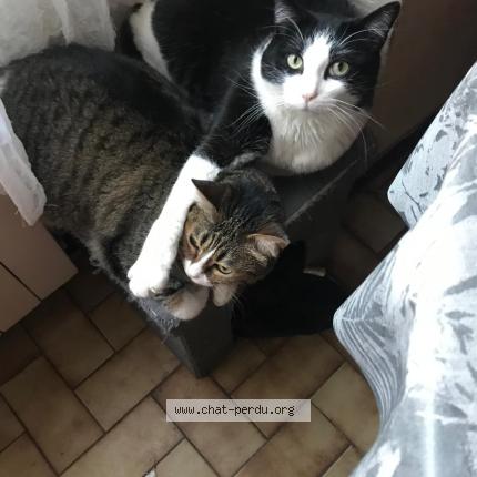 Photo 1/1 Pompon Chat perdu à Terre de bancalie